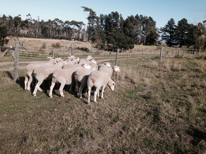 ewe full size render may 2015 _2.jpg