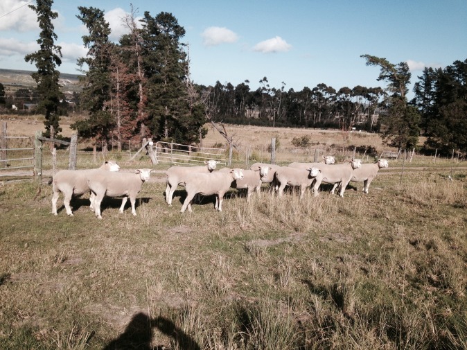 ewes full size render may 2015 _ 1.jpg