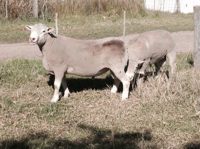 ewes full size render may 2015 _ 3.jpg