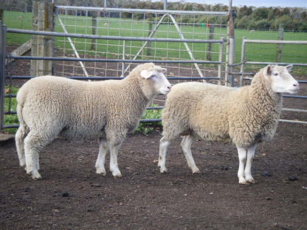 lamb and ewe sheep vention.jpg